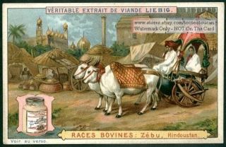 Zebu Humped Cattle Pulling A Cart In India c1896 Card