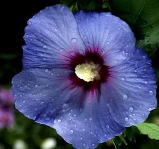 Gourgeous PerennialsHib​iscus Blue Satin Blue Beauty