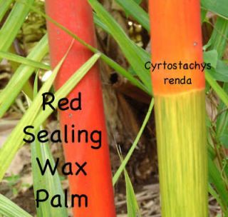 LIVE Red Sealing Wax Palm Tree Cyrtostachys renda 2 3ft