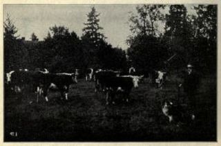 HISTORY OF HEREFORD CATTLE Oldest of Improved Breeds CD
