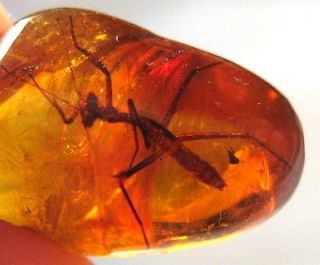   fossil Praying Mantis in amber   Dominican Republic   Mantodea order