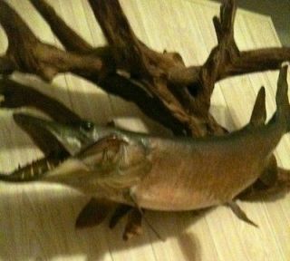 real mounted weed muskie  595 50 0