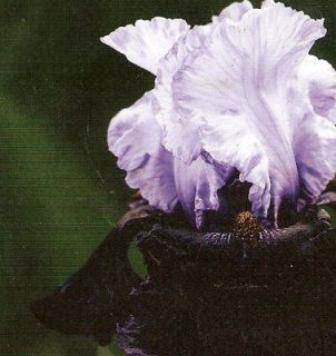 bearded iris in Flower Bulbs, Roots & Corms