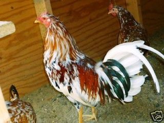 GAMEFOWL HATCHING EGGS ASSORTED  8+ SPANGLED BUTCHER PURE AND 