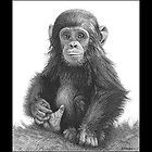 Wildlife Art Signed Print Pencil Drawing Sketch Ape Monkey Baby Chimp 