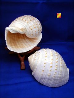 giant pacific tonna tessalata shell seashell 5 beach time left