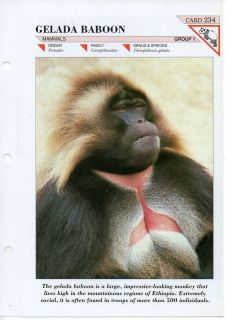 ffm234 mammal gelada baboon fact file card location united kingdom