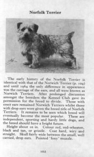 norfolk terrier 1970 vintage dog print matted expedited shipping 