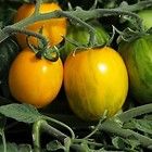 RAMBLING GOLD STRIPE PATIO TOMATO 25 SEEDS TRAILING PLANT WITH GRAPE 