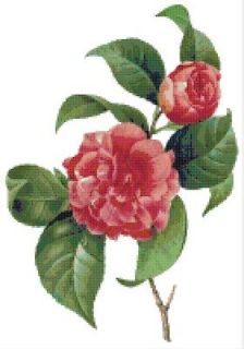 camellia japonica in Plants