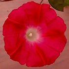 stunning morning glory scarlet o hara vine seeds buy it