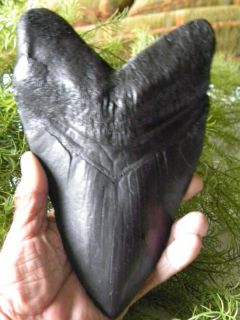 Black Megalodon replica tooth. OVERSIZED Conversation pieceFOSSIL 