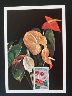 plant anthurium flamingo flower maximum card 46669 from united kingdom