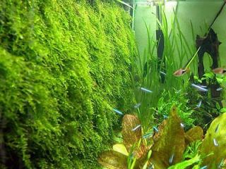 xmas moss aquarium plant fresh brackish water fish from malaysia