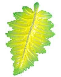 pleo training leaf from china  20 00