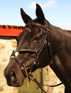   COMFORT Padded GOLD STITCH Mexican Grackle Figure 8 Noseband Bridle