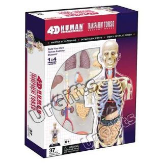 4D Puzzle Human Anatomy Model Transparent Body Skeleton Torso NEW