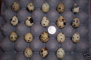 Krissanns 10 Blown Japanese Cortunix Quail Eggs/Rare/ Arts/Crafts 