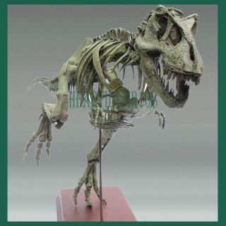   Resin Model Kit Tyrannosaurus Rex / T rex Skeleton Dinosaur scale 1/20