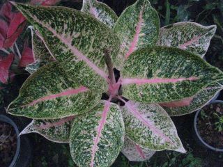 Aglaonema Pink Variegated Shinta Rare Plant Rounded Leaf
