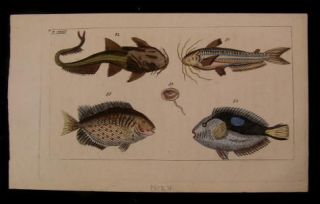 various fish catfish etc 1812 vienna color plate nice time