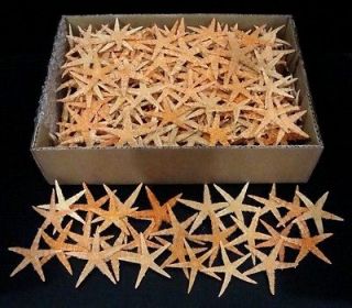 bestshells bulk 350 pcs flat starfish 3 4 80 100