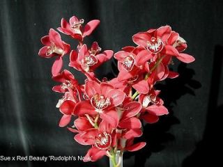cymbidium suzie q orchid seedling a new hybrid red time