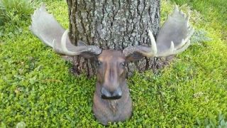 Newly listed MOOSE HEAD LG WALL ANTLER MOUNT LODGE CABIN TAXIDERMY
