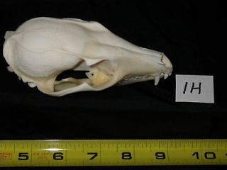   Grey fox skull bone animals hunting teeth craft Science Trap 1H