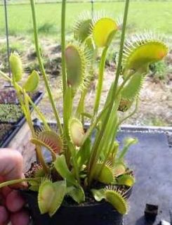 dionaea muscipula redline venus fly trap 10 seeds from cyprus