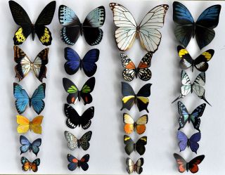 Butterfly Magnets,Tropic​al Rainforest, Wholesale Lot of 24 