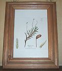 JAMES SOWERBY authentic antique Hand colored Print 1841 Feather Moss 