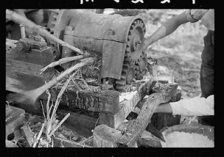 Sorghum cane being crushed for juice at Lancaster Co.,Nebraska,sorghum 