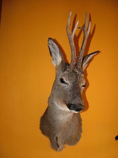 Beautiful Roe Deer shoulder head mount taxidermy   