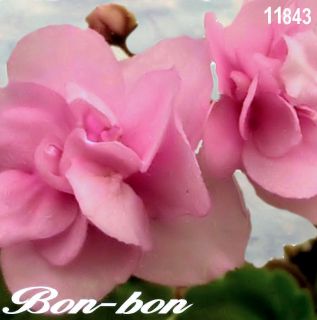 African Violet Plant Bon Bon Starter Plant in Pot Semiminiature O6 