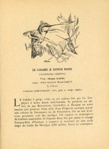 Charmants Voisins Oiseaux Québec Claude Melancon Melançon 1954