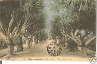 Alger Mustapha Africa Jardin dessai postcard