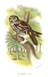   tengmalms owl publication date issued in london 1894 by w h allen