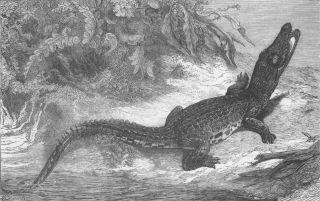 Indonesia Sumatra Alligator for Brighton Aquarium 1873