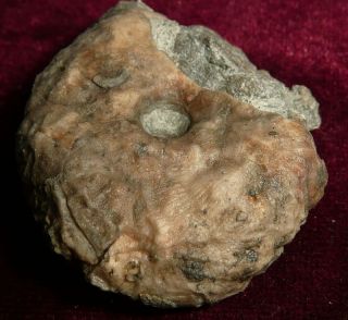 Fossil Crinoid Calyx Alpena Michigan CL27