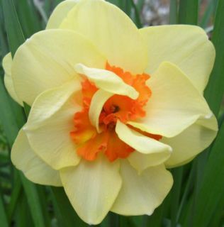    DOUBLE FASHION DAFFODIL BULBS AMARYLLIS FAMILY FLOWERS DEER PROOF