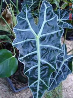Live African Mask Alocasia ia Indoor House Plant