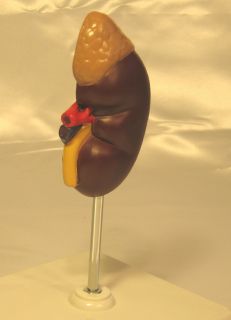 Human Kidney Dissection Anatomy Anatomical Model