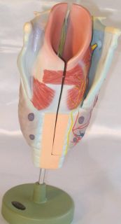 Human Larynx Cartilages Muscle Anatomy Anatomical Model