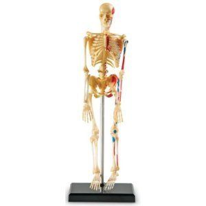 Human Skeleton Anatomy Model Educational Medical Anatomical 9 Size 