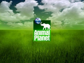 animal planet meerkat dog toys limited stock remaining