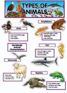 Animal Kingdom Science Bulletin Board Set Kindergarten
