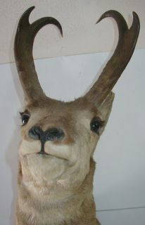 Pronghorn Antelope Mount Taxidermy Deer Elk Prong Horn