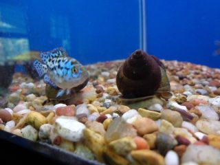 Live Trapdoor Snails Koi pond fish tank aquarium ALGA CONTROL CLEAN 