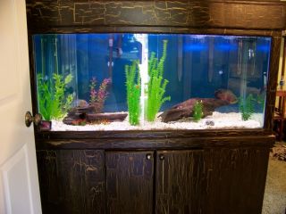 120 Gallon Aquarium Fish Tank with Custom Wood Cabinet